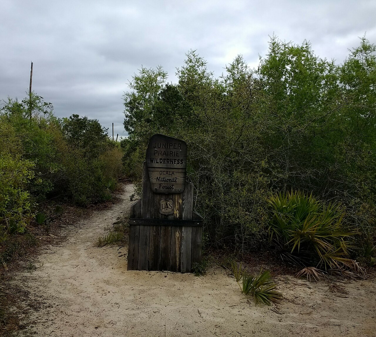 Trail through Ocala National Forest